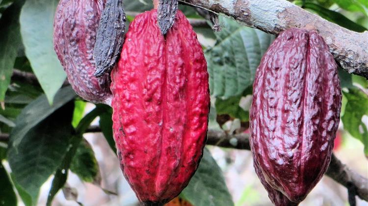Η έλλειψη λιπασμάτων απειλεί την παραγωγή κακάο στην Ακτή Ελεφαντοστού