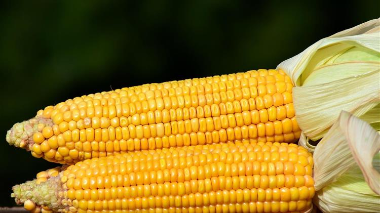 Τουρκία: Ποσοστώσεις για εισαγωγές 3 εκατ. τόνων καλαμποκιού έως τον Ιούλιο