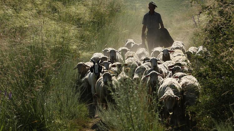 Σήμα κινδύνου από τους κτηνοτρόφους του Έβρου για τον αφθώδη πυρετό