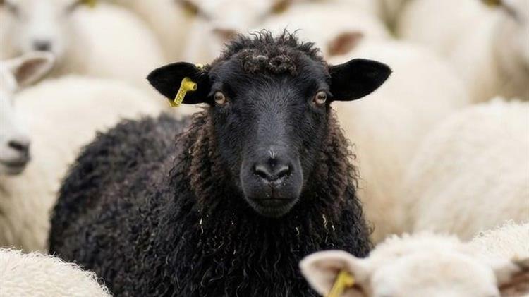 Ο αφθώδης πυρετός επιστρέφει στην ευρωπαϊκή ατζέντα, με τη Λέσβο στο επίκεντρο της κρίσης