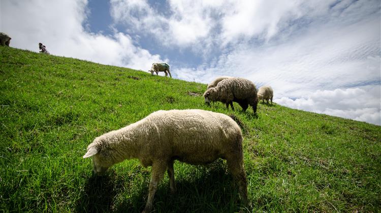 Η Αυστραλία χάνει κοπάδια, την ώρα που ο κόσμος ζητά περισσότερο αρνί