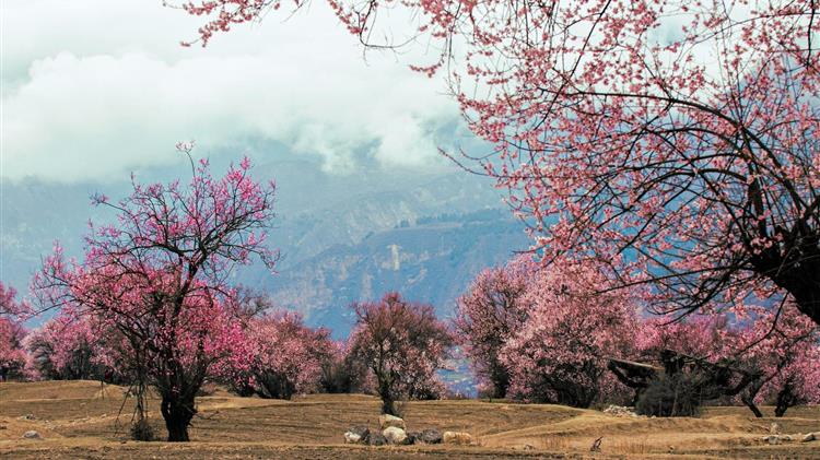 Οδηγίες φυτοπροστασίας για τη ροδακινιά:  Διαχείριση εχθρών και βιολογικές μέθοδοι