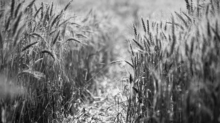 Η ξηρασία ξαναγράφει τις προσδοκίες για το αμερικανικό σιτάρι