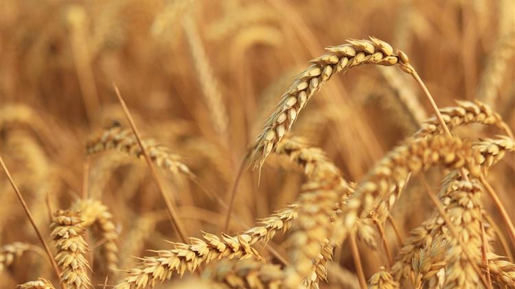 IGC: Μειώνει τις προβλέψεις για την παγκόσμια παραγωγή και κατανάλωση σιτηρών