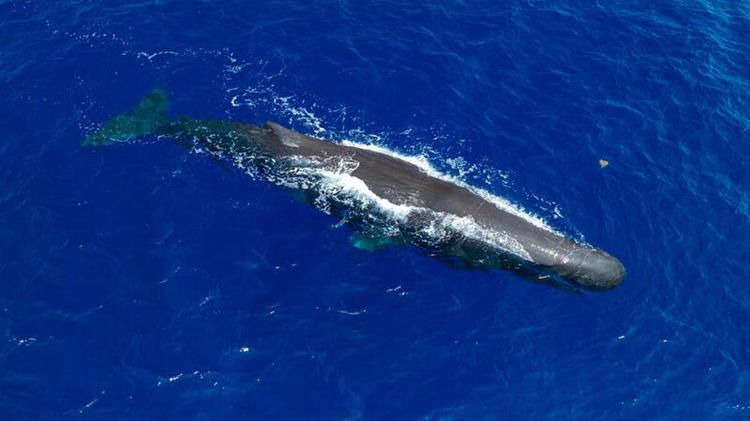 Greenpeace Greece, WWF Ελλάς, Client Earth - Η θαλάσσια ζωή της Μεσογείου απειλείται άμεσα από τις σεισμικές έρευνες και εξορύξεις υδρογονανθράκων