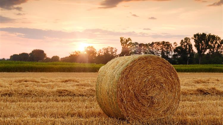 FAO: Νέα άνοδος στις διεθνείς τιμές τροφίμων τον Απρίλιο