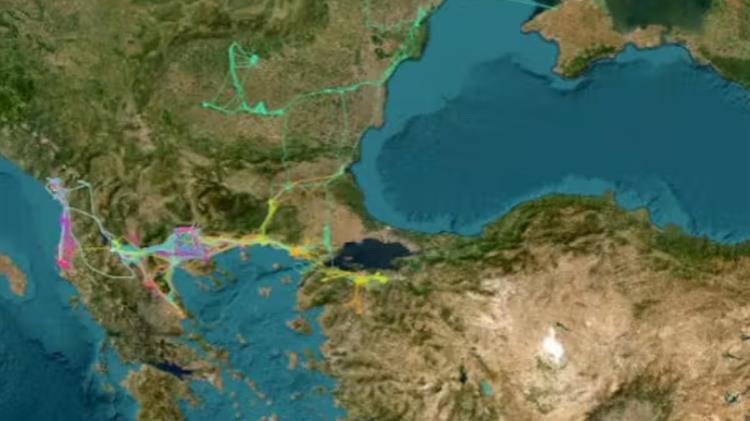 Follow the pelican - Νέα εφαρμογή από την Εταιρία Προστασίας Πρεσπών