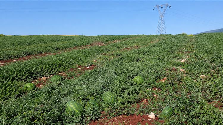 Ηλεία: Το καρπούζι μένει στα χωράφια και η τιμή υποχωρεί στα 7 λεπτά