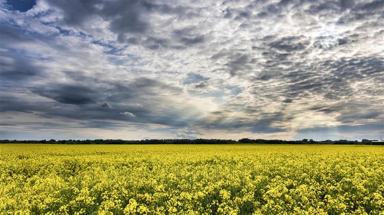 USDA: Παγκόσμιο ρεκόρ στην παραγωγή ελαιούχων σπόρων για το 2026/27