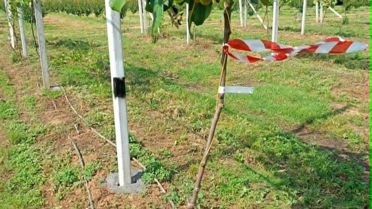 Μεθοδολογία “Ιχνηλάτησης” προβλημάτων  σε κτήματα ακτινιδίων