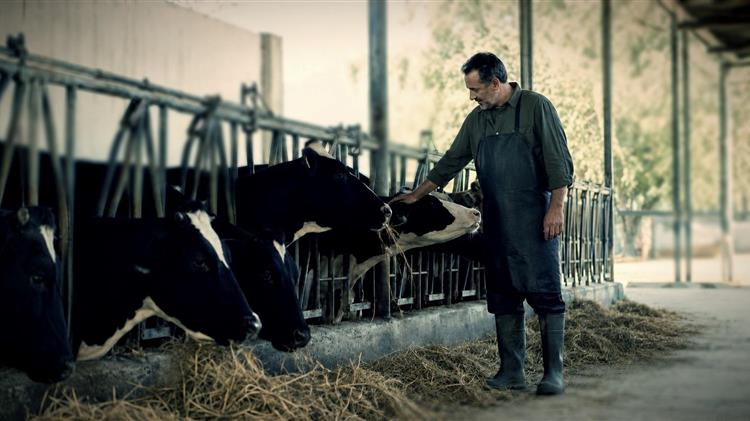 Αγελαδινό γάλα: Οι καύσωνες πιέζουν την παραγωγή και το γιαούρτι ακριβαίνει κατά 4,7%