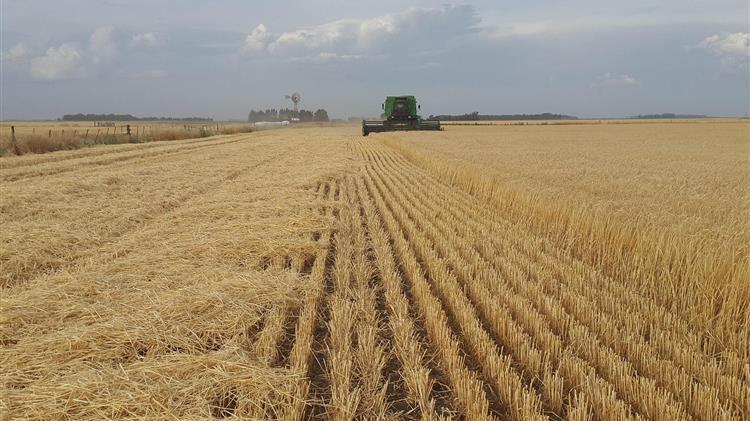 FAO: Η συνεργασία «ασπίδα» απέναντι στα σοκ στις αγροτικές αγορές