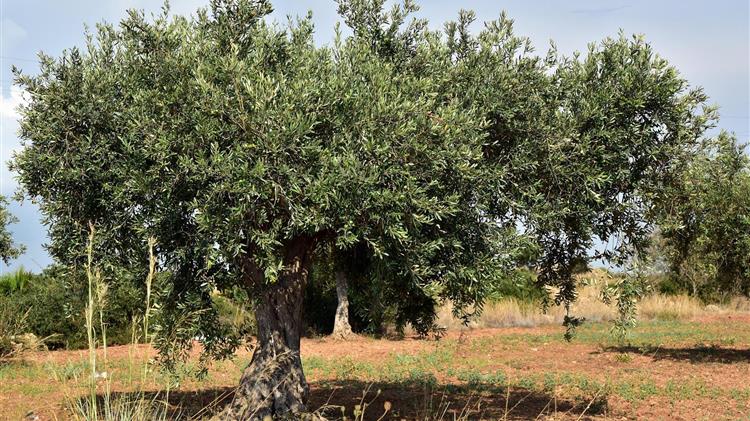 Ο πόλεμος πλήττει τον τομέα της ελιάς του Λιβάνου