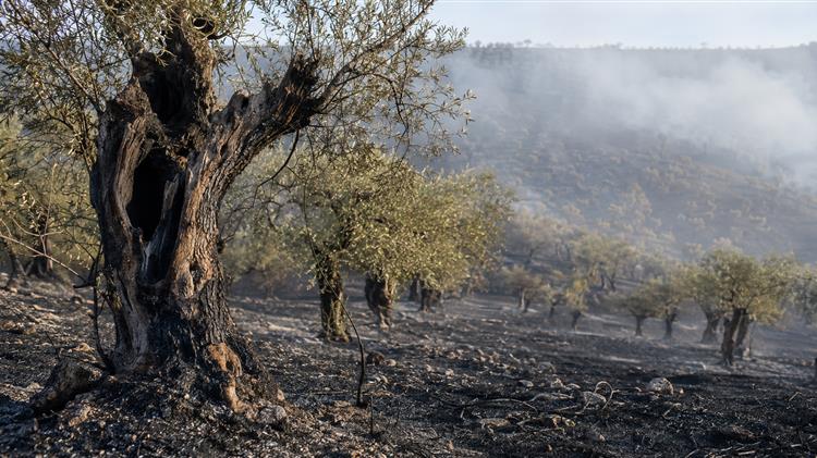 Πυρκαγιές σε Ισπανία και Γαλλία: Ελαιώνες, αμπέλια και οπωρώνες στον απολογισμό
