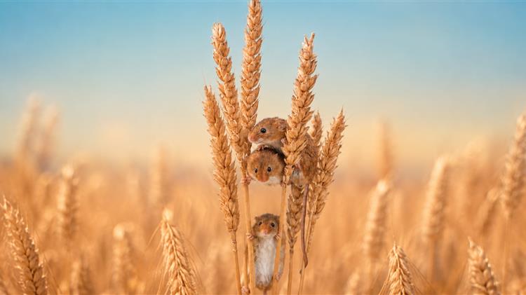 Σκληρό σιτάρι: Η Ιταλία δείχνει τιμές έως 315 ευρώ τον τόνο