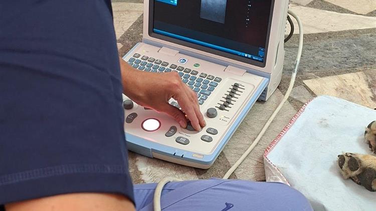 Μεγάλη ανταπόκριση στη δωρεάν δράση για τα ζώα συντροφιάς – Φροντίδα σε 285 δεσποζόμενα και αδέσποτα