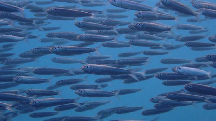 New Adriatic Sea fisheries unit inaugurated in Split to strengthen science-based fisheries management