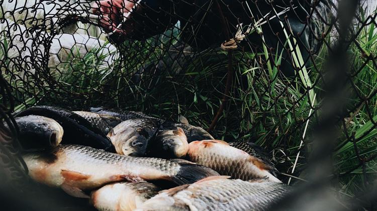 Αλιεία στην ΕΕ: Η Ισπανία απορροφά σχεδόν το ένα τρίτο της αξίας των αλιευμάτων
