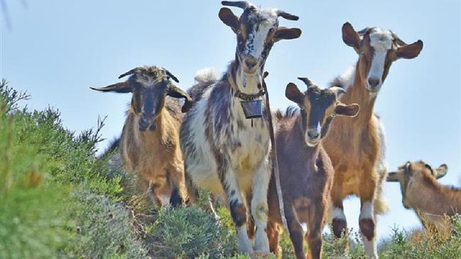 Θεσσαλία: 65.000 αιγοπρόβατα χάθηκαν μέσα σε έναν χρόνο λόγω ζωονόσων
