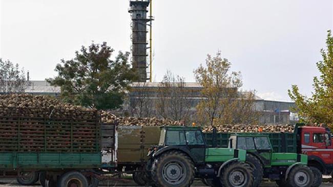  «Σε οριακό σημείο οι Έλληνες παραγωγοί ζαχαρότευτλων»