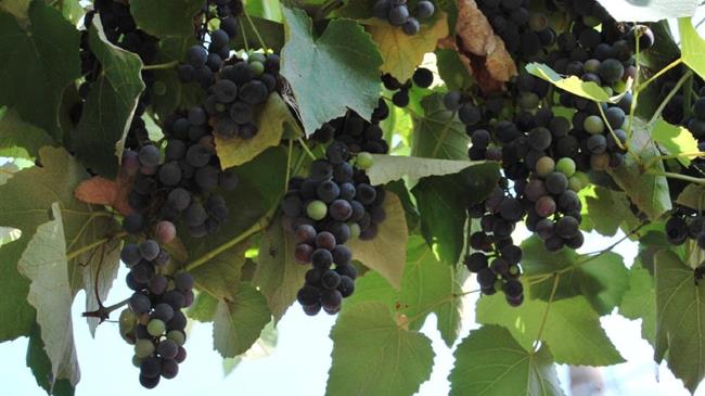 Πρόγραμμα πρώιμης συγκομιδής οινοποιήσιμων αμπελώνων