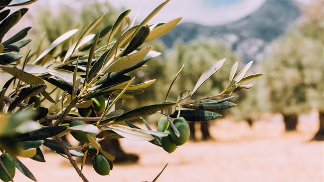 Ισπανία: Η καλλιέργεια βιολογικής ελιάς συνεχίζει να μεγαλώνει