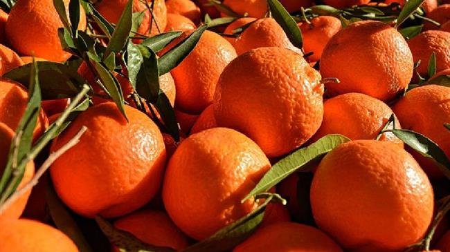  Εξαγωγές νωπών οπωροκηπευτικών 