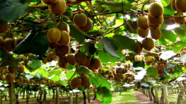 Άνοιγμα της αχανούς κινεζικής αγοράς στα ελληνικά προϊόντα