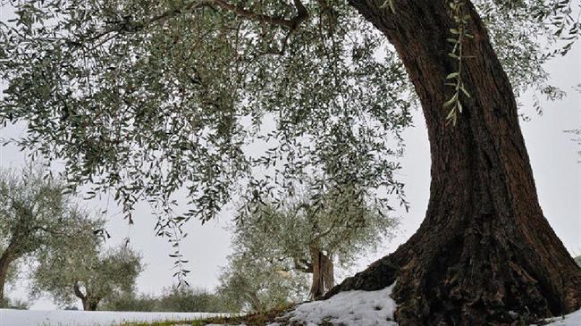 Κινδυνεύουν τα φυλλοβόλα και τα οπωροφόρα από τους ανοιξιάτικους παγετούς 