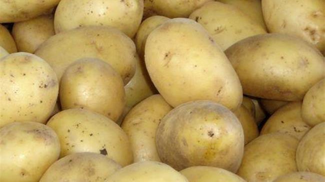 Οι ακμάζουσες πατάτες της Ινδίας: Καλλιέργεια και προκλήσεις