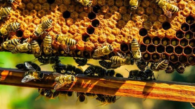 Ν. Χουντής:  Τροπολογία για την υποστήριξη του μελισσοκομικού τομέα 