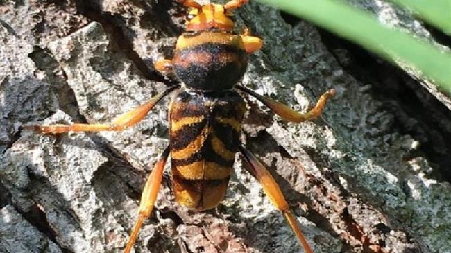 Κόβουν τις μουριές λόγω εντόμου στο Ηράκλειο