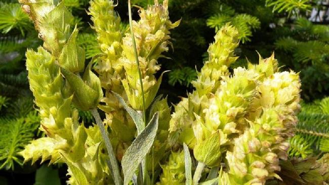 To Τσάι Ολύμπου «ζεσταίνει» τα παιδιά του ΒΕΝΙΑΜΙΝ