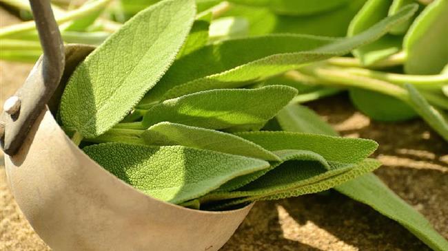 Τοξικούς κινδύνους κρύβει το φασκόμηλο