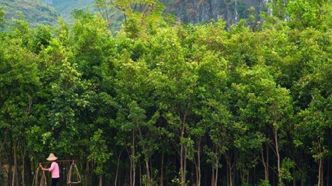 Μάξιμος προς Αποστόλου: “Τρέξτε” επιτέλους τις διαδικασίες για να πληρωθεί ο κόσμος! 