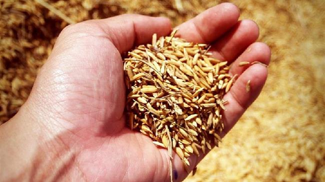 Νέα διαδικασία στις εισαγωγές σιταριού