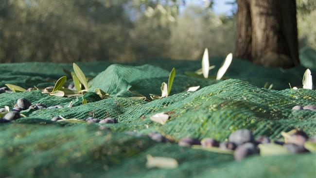 Αναγκαία η λήψη μέτρων με βάση τις εκτιμήσεις για την φετινή ελαιοπαραγωγή