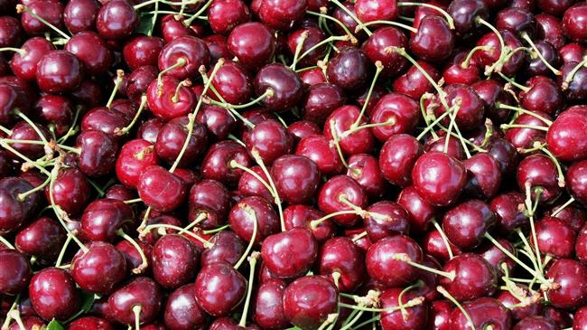 Καθορίστηκε η απόδοση του κερασιού σε αιθυλική αλκοόλη για τα αποστακτήρια