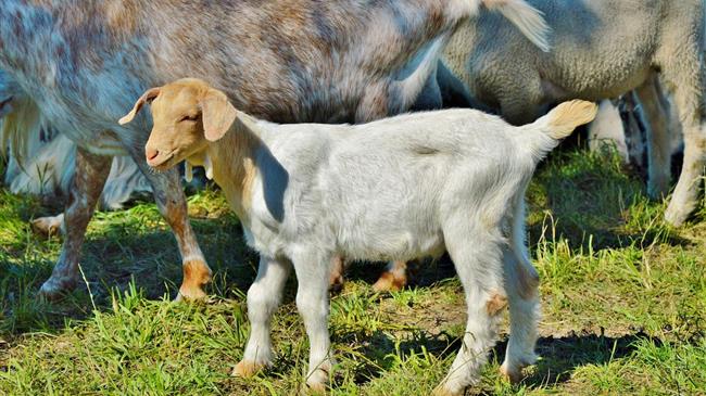 Κατσίκες- πυροσβέστες: Η επαναστατική μέθοδος πρόληψης πυρκαγιών που αλλάζει την Ευρώπη