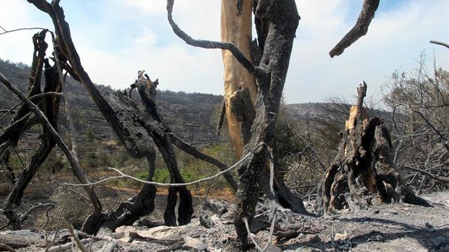 Αίτηση ακυρώσεως στο ΣτΕ κατά της αδειοδότησης αιολικών πάρκων στα καμένα δάση του Έβρου