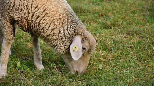 Τελιγιορίδου – Αραχωβίτης: «Εκτός της ενίσχυσης ζωοτροφών μένουν πολλοί κτηνοτρόφοι της χώρας»