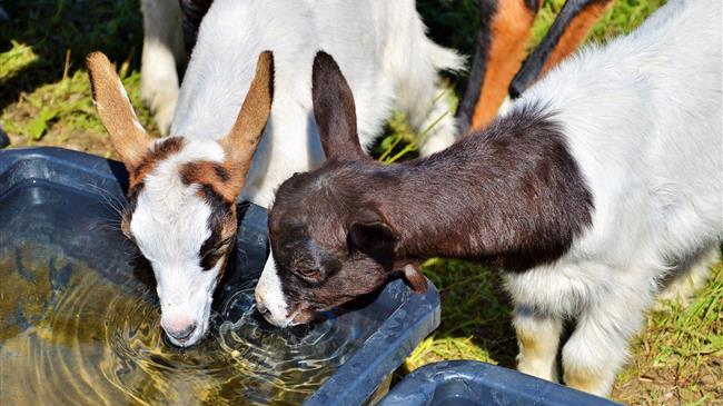Eurostat: Ο ζωικός πληθυσμός της ΕΕ συνεχίζει να μειώνεται