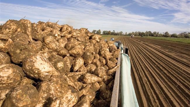 Γαλλία: Οι βροχές καθυστερούν τη συγκομιδή τεύτλων