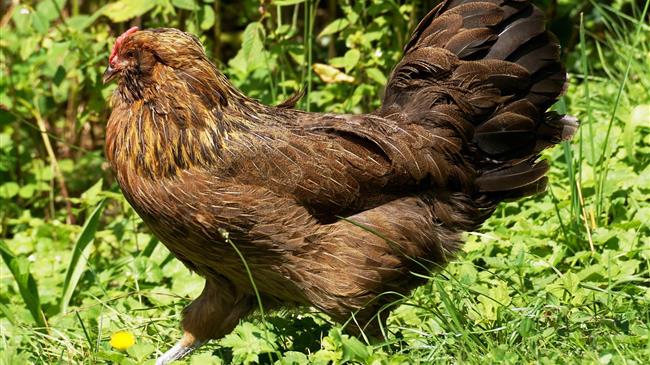 Οξεία επιδείνωση της γρίπης των πτηνών στην Ευρωπαϊκή Ένωση