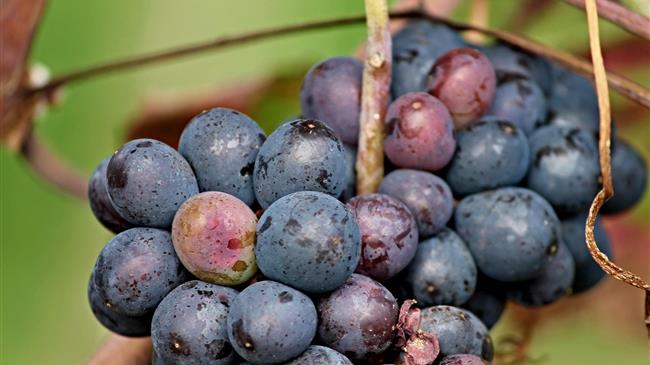 Πορτογαλία: επιδιώκει την διεθνοποίηση των ποικιλιών της σταφυλικής παραγωγής της