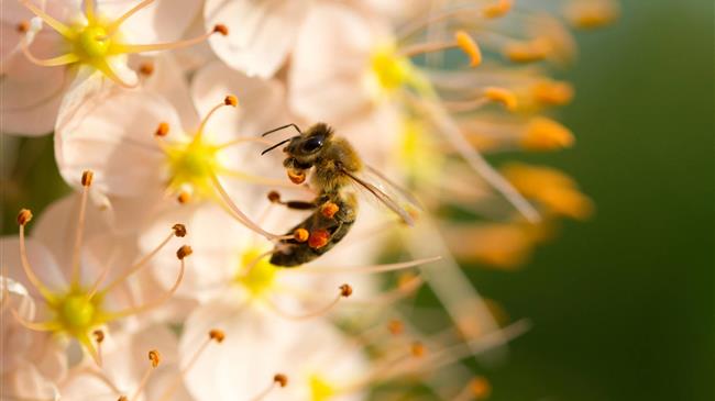 After another catastrophic year for beekeepers, the revision of the Honey directive should not pour honey into the sector's ear