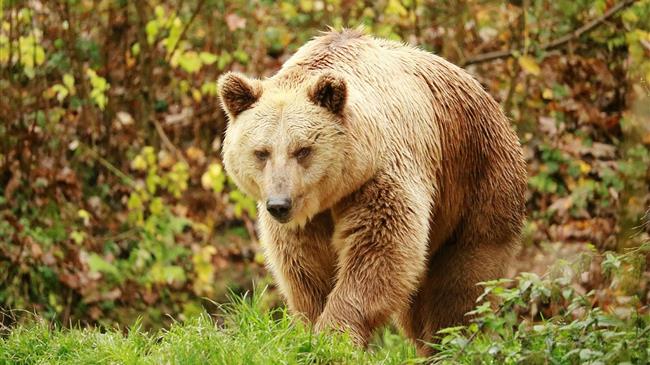 ΟΜΣΕ: Ζητάμε αποζημιώσεις για τις επιθέσεις αρκούδας σε μελίσσια