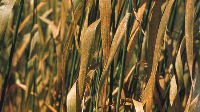 Τα προβλήματα στις καλλιέργειες και στον εφοδιασμό τροφίμων περιπλέκουν την καταπολέμηση του πληθωρισμού