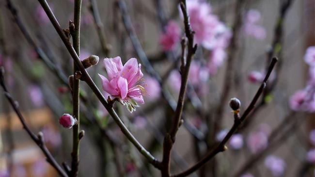 Σημαντικές προειδοποιήσεις για ασθένειες και έντομα σε ροδακινιά και βερικοκιά