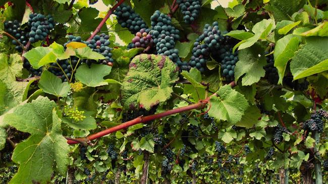 Ο αμπελώνας του Μπορντό συζητά οριστική εκρίζωση 8 έως 10.000 εκταρίων αμπέλου